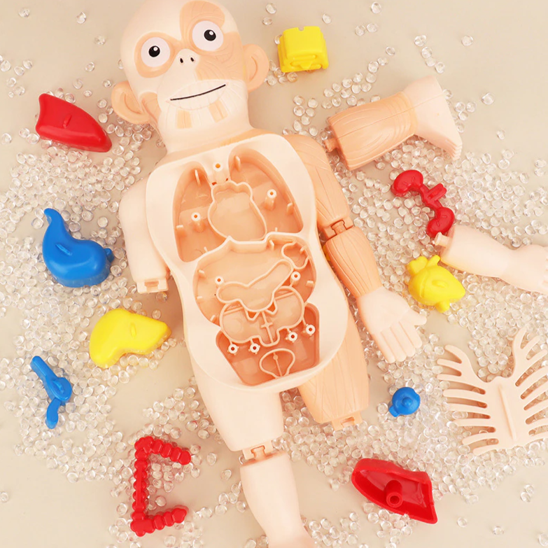 Brinquedo Pedagógico Conheça o Corpo Humano Brincadeira de Criança