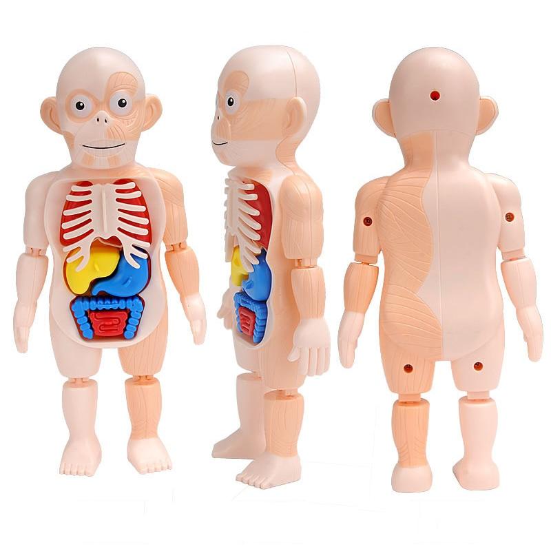 Corpo humano educativo 3D