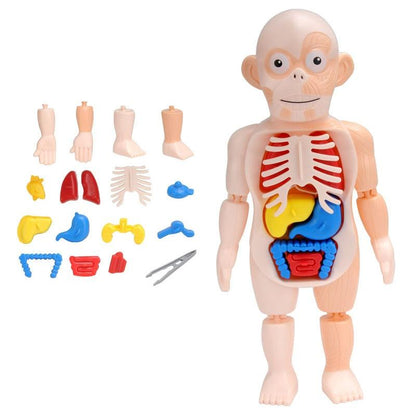 Corpo humano educativo 3D