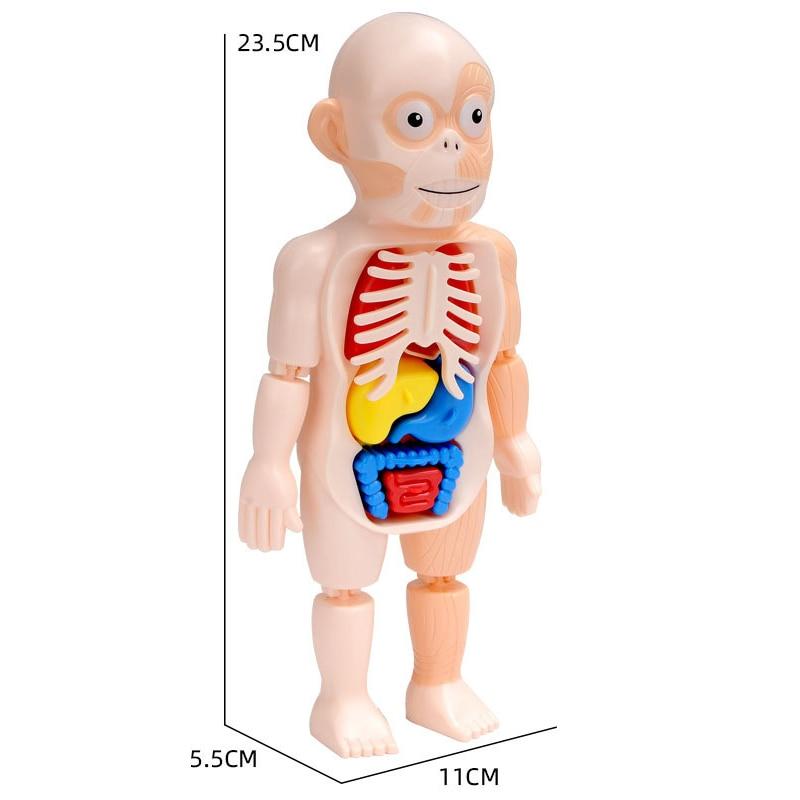 Corpo humano educativo 3D