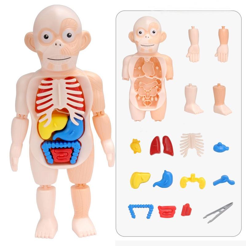 Corpo humano educativo 3D